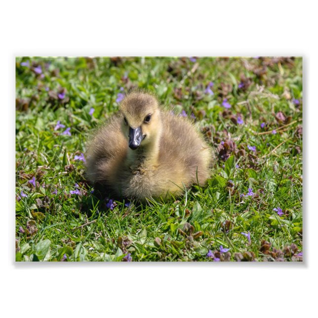 Baby Goose (Gosling) Photo Print (Front)
