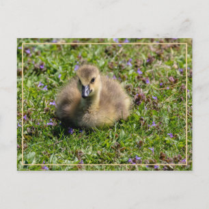 Baby Goose (Gosling) Postcard