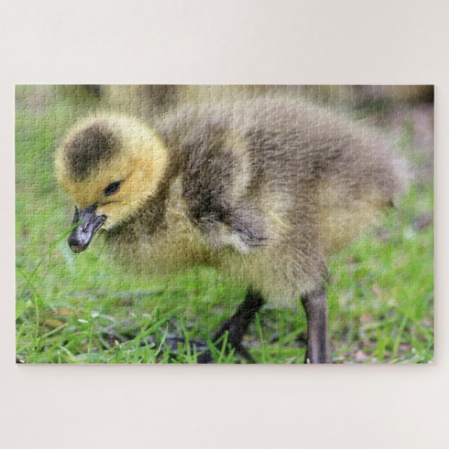 Baby Goose Jigsaw Puzzle (Horizontal)