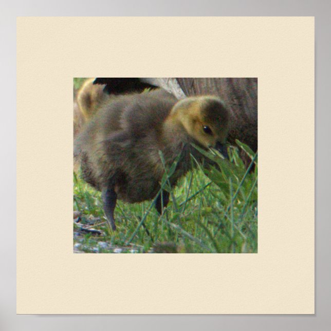 Baby Goose Photo Poster (Front)