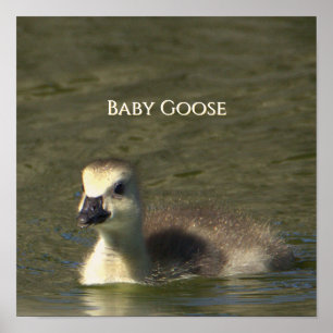 Baby Goose Photo Poster