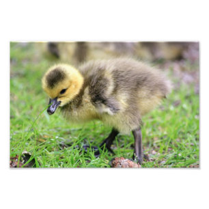Baby Goose Photo Print