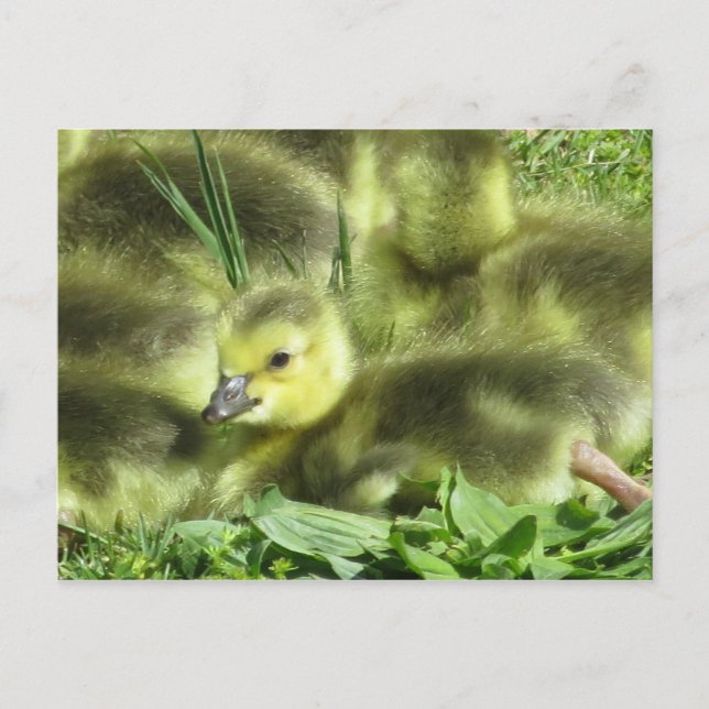 Baby Goose Postcard (Front)