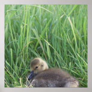 Baby Goose Poster