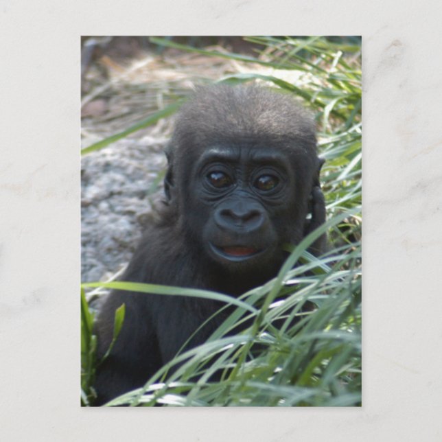Baby Gorilla 4x6 Postcard (Front)