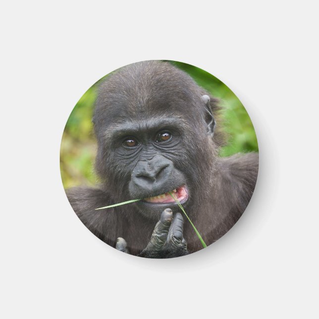 Baby Gorilla Cuteness Magnet (Front)