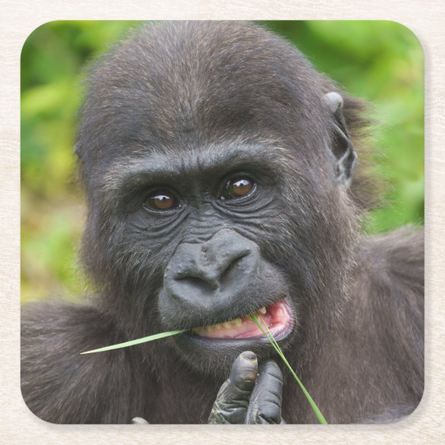 Baby Gorilla Cuteness Square Paper Coaster (Front)