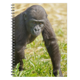 Baby Gorilla Notebook