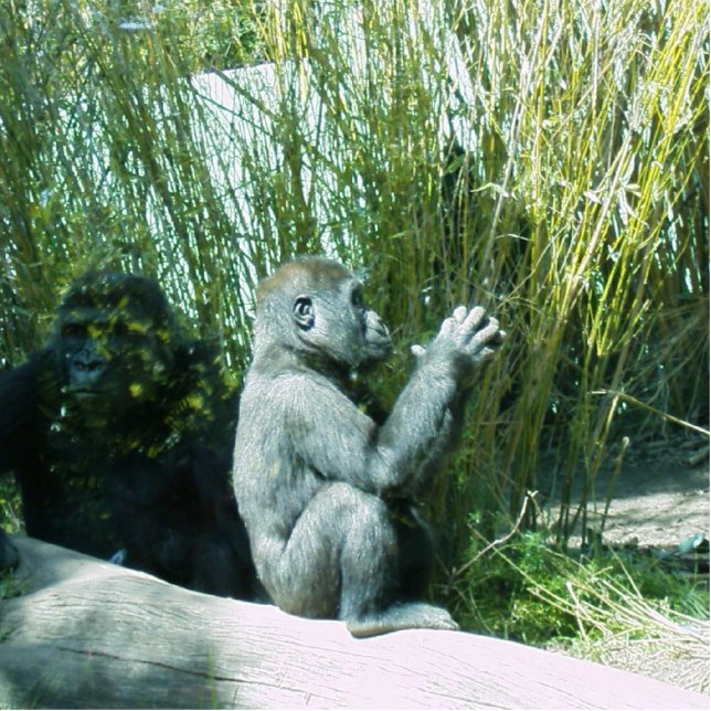 Baby Gorilla Photosculpture Photo Sculpture Key Ring (Front)