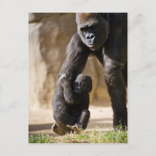 Baby Gorilla Postcard