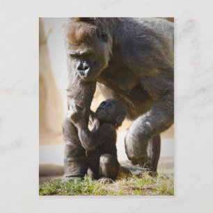 Baby Gorilla Postcard