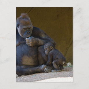 Baby Gorilla Postcard