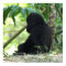 Baby Gorilla