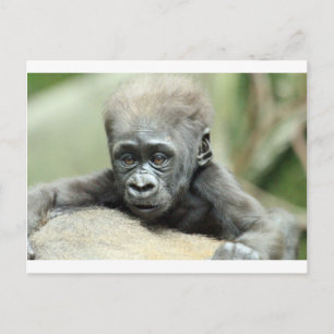 BABY GORILLA RELAXING POSTCARD