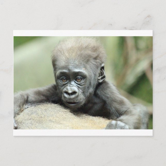 BABY GORILLA RELAXING POSTCARD (Front)