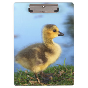 Baby Gosling Office Clipboard