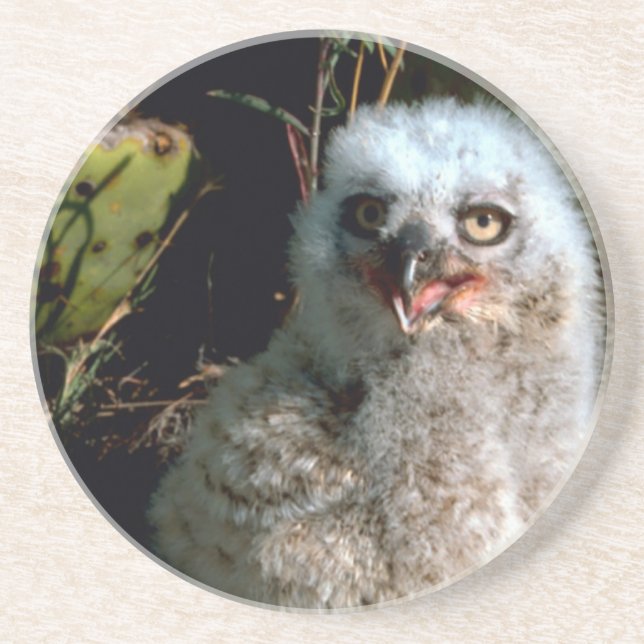 Baby Great Horned Owl Coaster (Front)