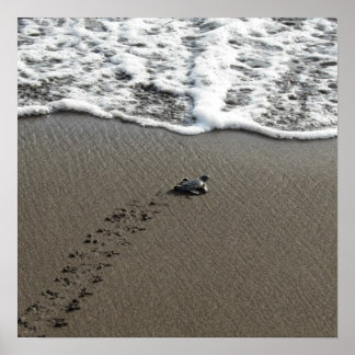 Baby Green Sea Turtle Poster