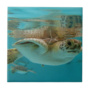 Baby Green Sea Turtle Tile