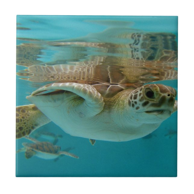 Baby Green Sea Turtle Tile (Front)