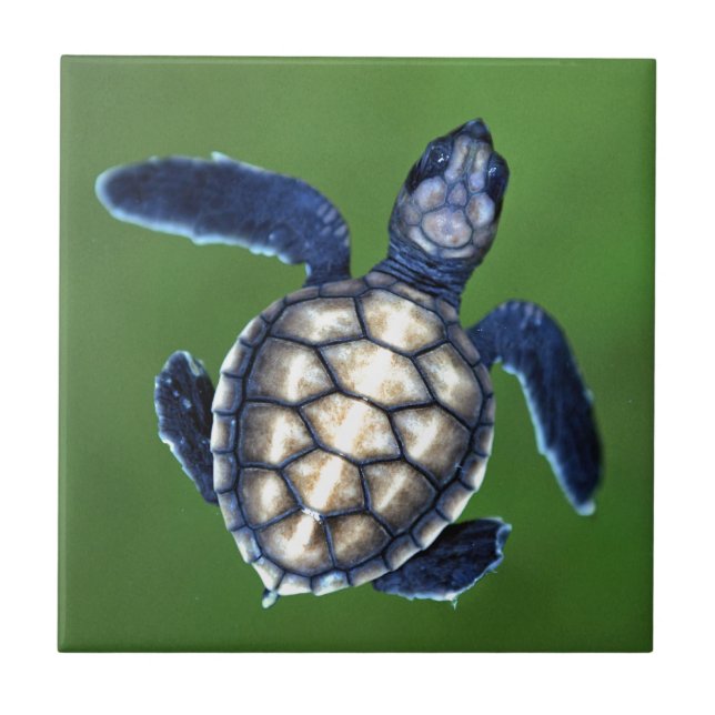 Baby green turtle tile (Front)