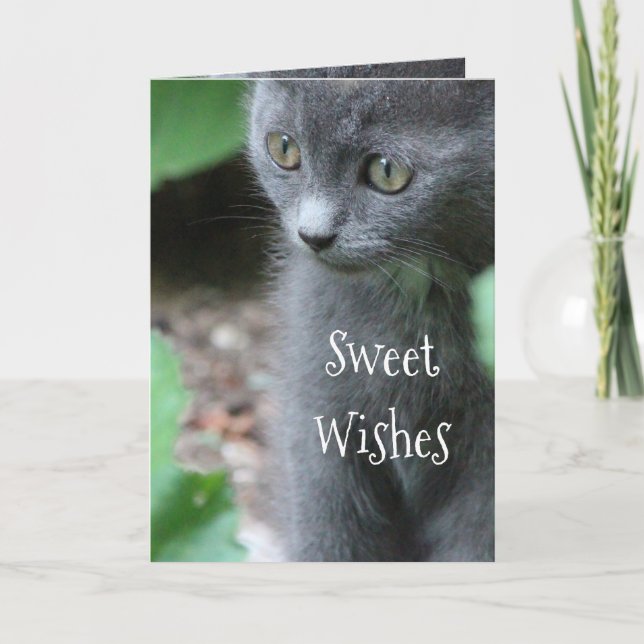Baby Grey Kitten Card (Front)