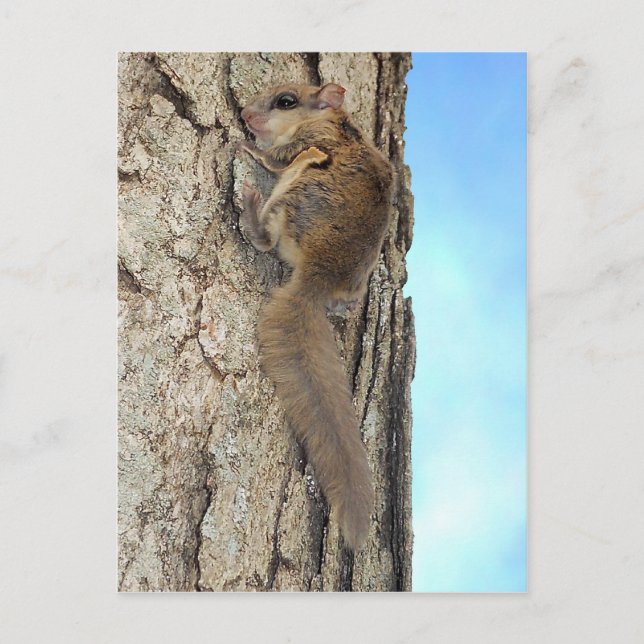 Baby Grey Squirrel Postcard (Front)