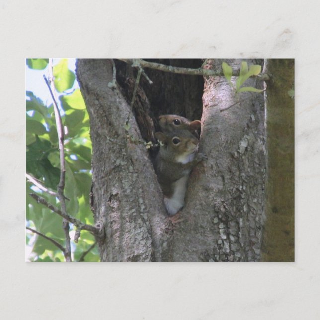 baby grey squirrels in tree postcrossing postcard (Front)