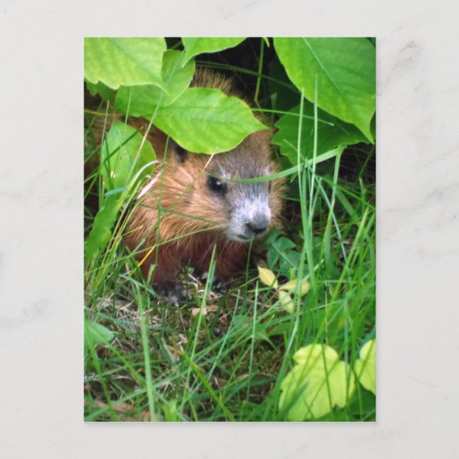 Baby Groundhog Petite Marmotte Hull Quebec Canada Postcard (Front)