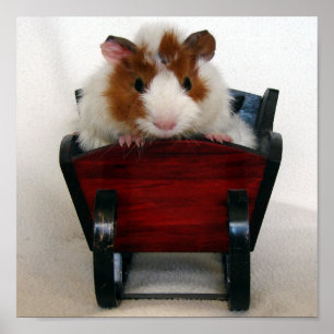 Baby Guinea Pig in Sleigh Poster