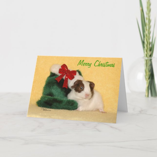 Baby Guinea Pig Merry Christmas Card (Front)