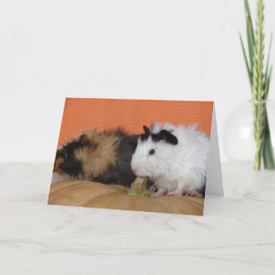 Baby Guinea Pigs on Pumpkin Card