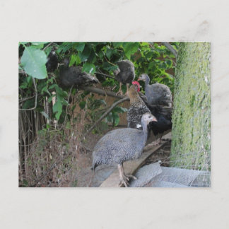 baby guineas keets sitting in tree postcard