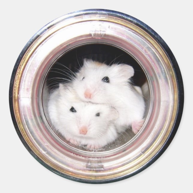 Baby hamster: Piled up! Classic Round Sticker (Front)