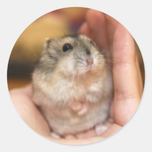 Baby hamster (sticker) classic round sticker