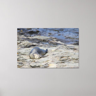 Baby Harbour Seal, Bar Harbour, Maine Canvas Print
