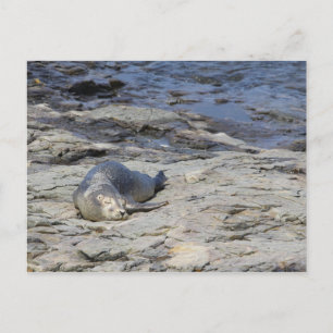 Baby Harbour Seal, Bar Harbour, Maine Postcard