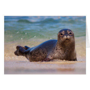 Baby Harbour Seal in Water