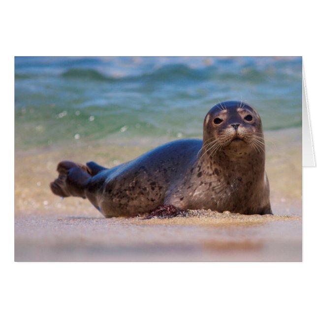 Baby Harbour Seal in Water (Front Horizontal)