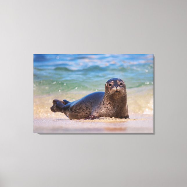 Baby Harbour Seal in Water Canvas Print (Front)