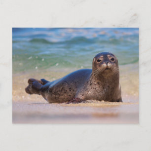 Baby Harbour Seal in Water Postcard