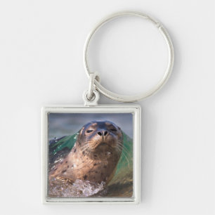 Baby Harbour Seal Key Ring