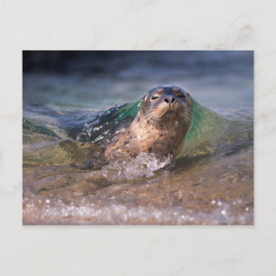Baby Harbour Seal Postcard