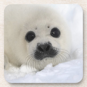 Baby Harp Seal Coaster