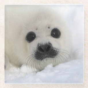 Baby Harp Seal Glass Coaster