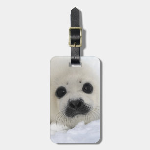 Baby Harp Seal Luggage Tag