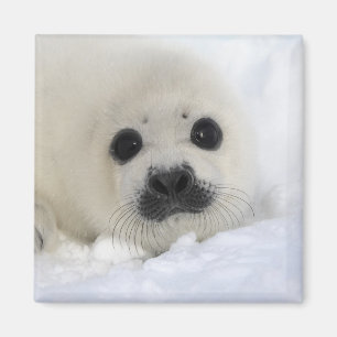 Baby Harp Seal Magnet