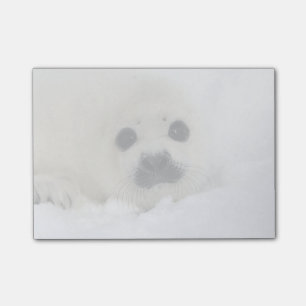 Baby Harp Seal Post-it Notes