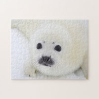 Baby harp seal pup on ice of the White Sea