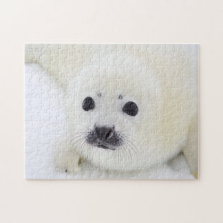 Baby harp seal pup on ice of the White Sea Jigsaw Puzzle